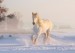 white-horse-3010129_1280