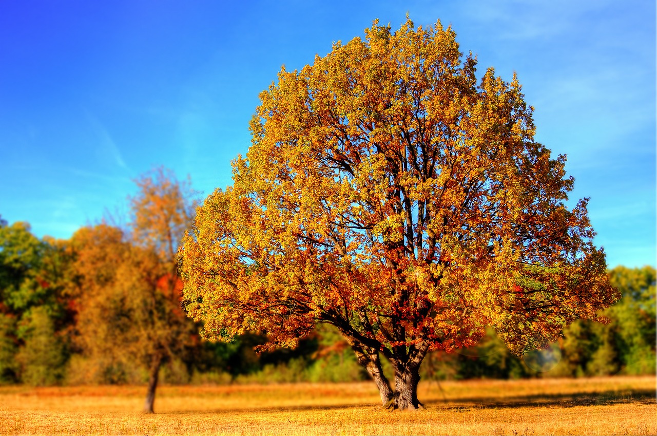 tree-99852_1280